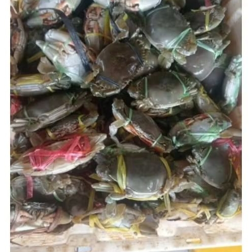 Kepiting segar perkilo isi 3-4ekor kepiting hidup