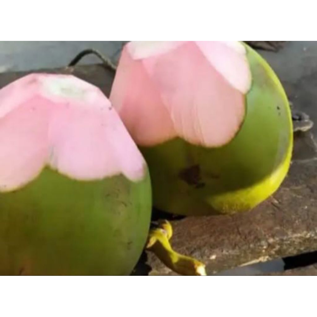 kelapa ijo obat
