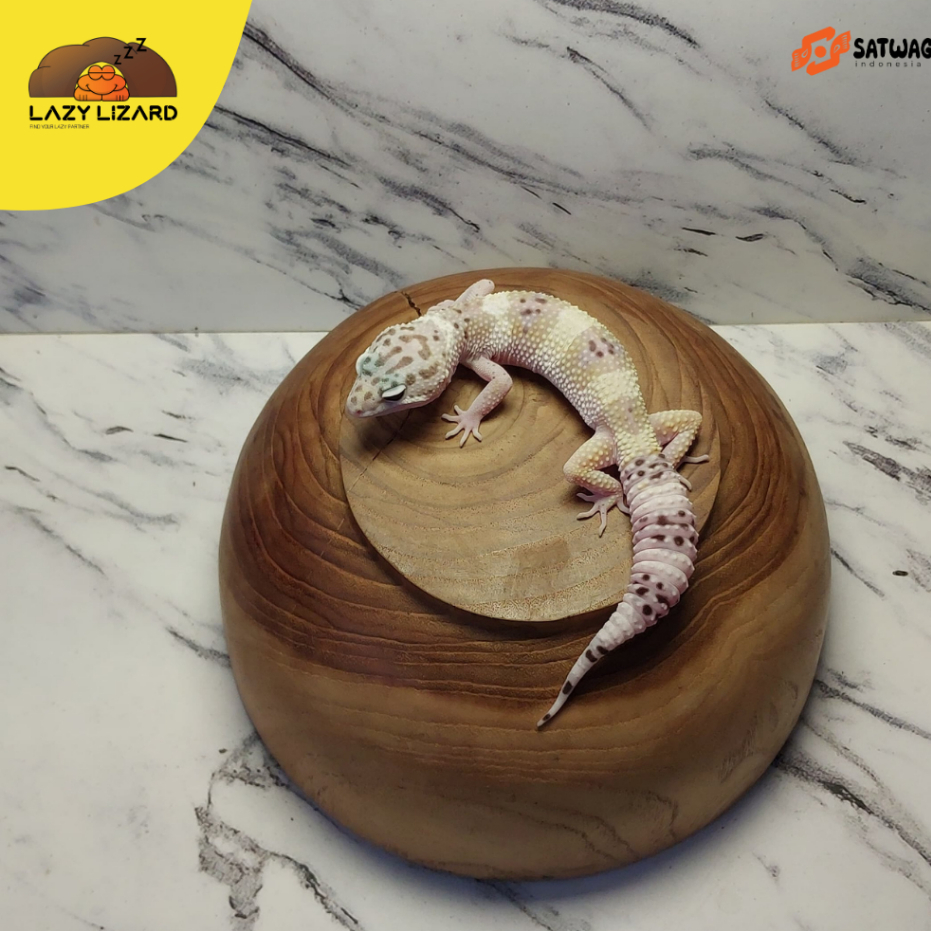 Mainan Anak GECKO Warna TUG SNOW