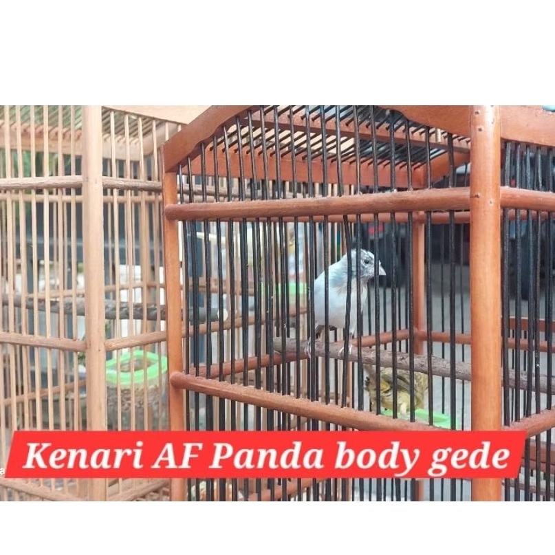 kenari AF af panda bahan jantan  A+ body gede