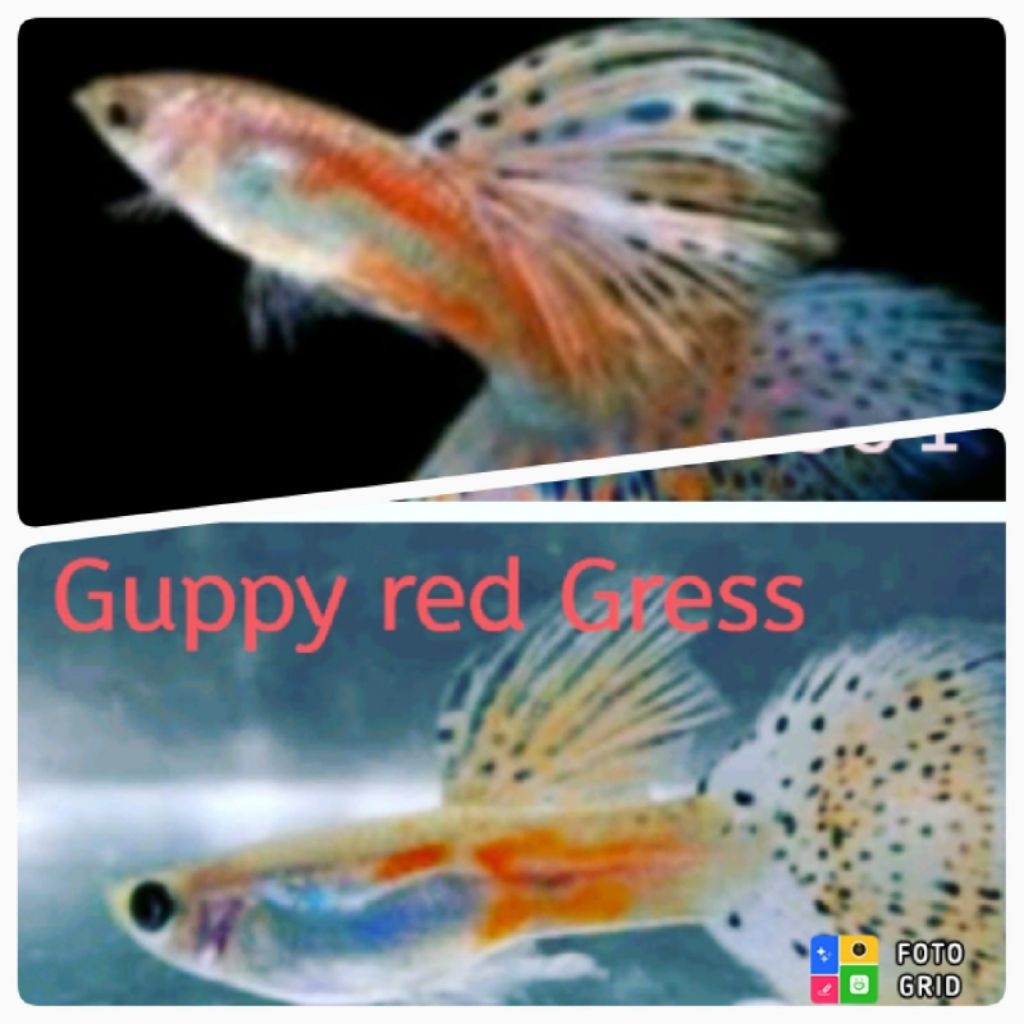 hiasan aquarium 20rb sepasang