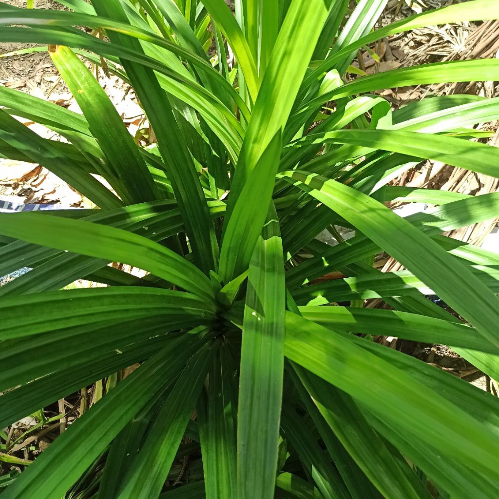Daun Pandan Segar Harum per Ikat