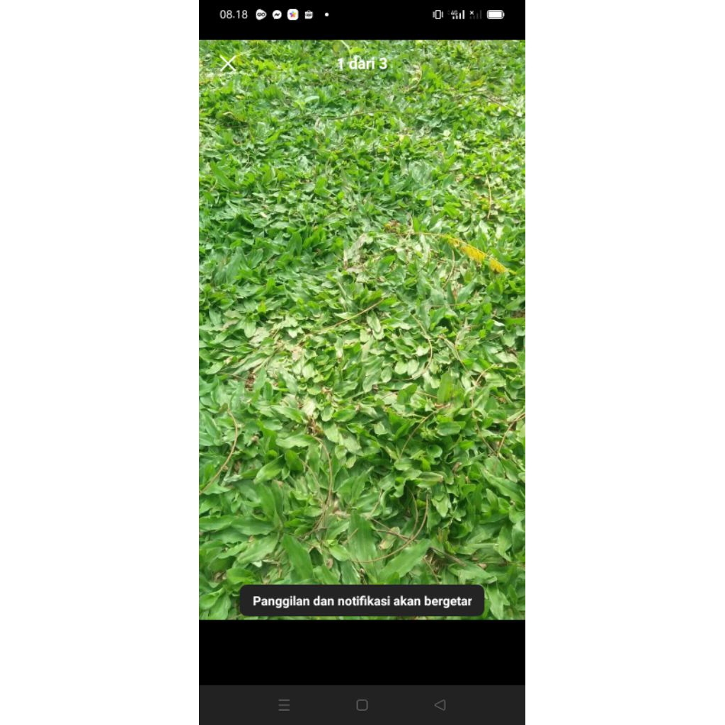 bibit rumput gajah mini / rumput gajah mini