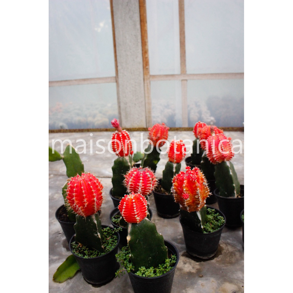 Gymnocalycium Red Cactus Impor | Kaktus Gymno Merah Mini Cantik & Unik