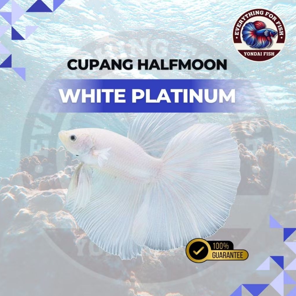 [HM] Cupang Halfmoon White Platinum | IKAN HIAS | REALPICT | NEW