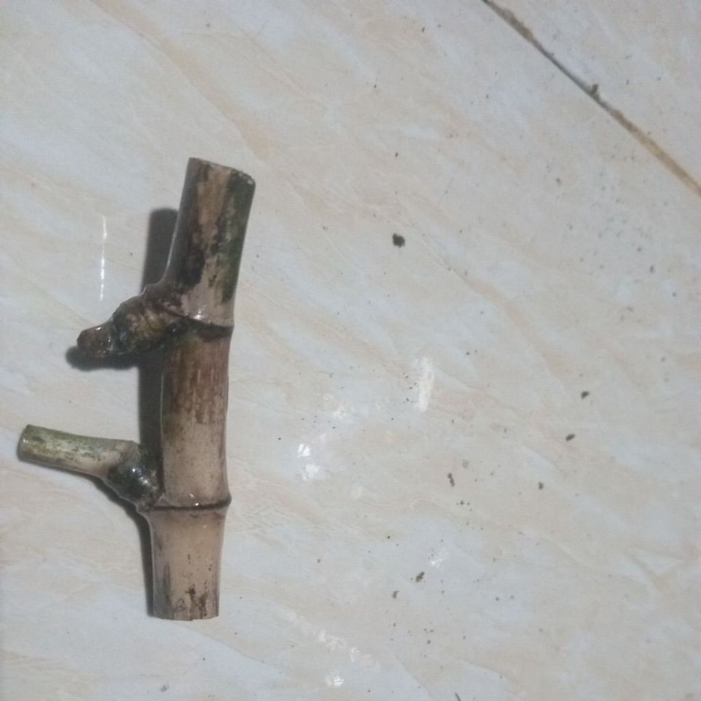 bambu pethuk bambu unik untuk koleksi asli bambu