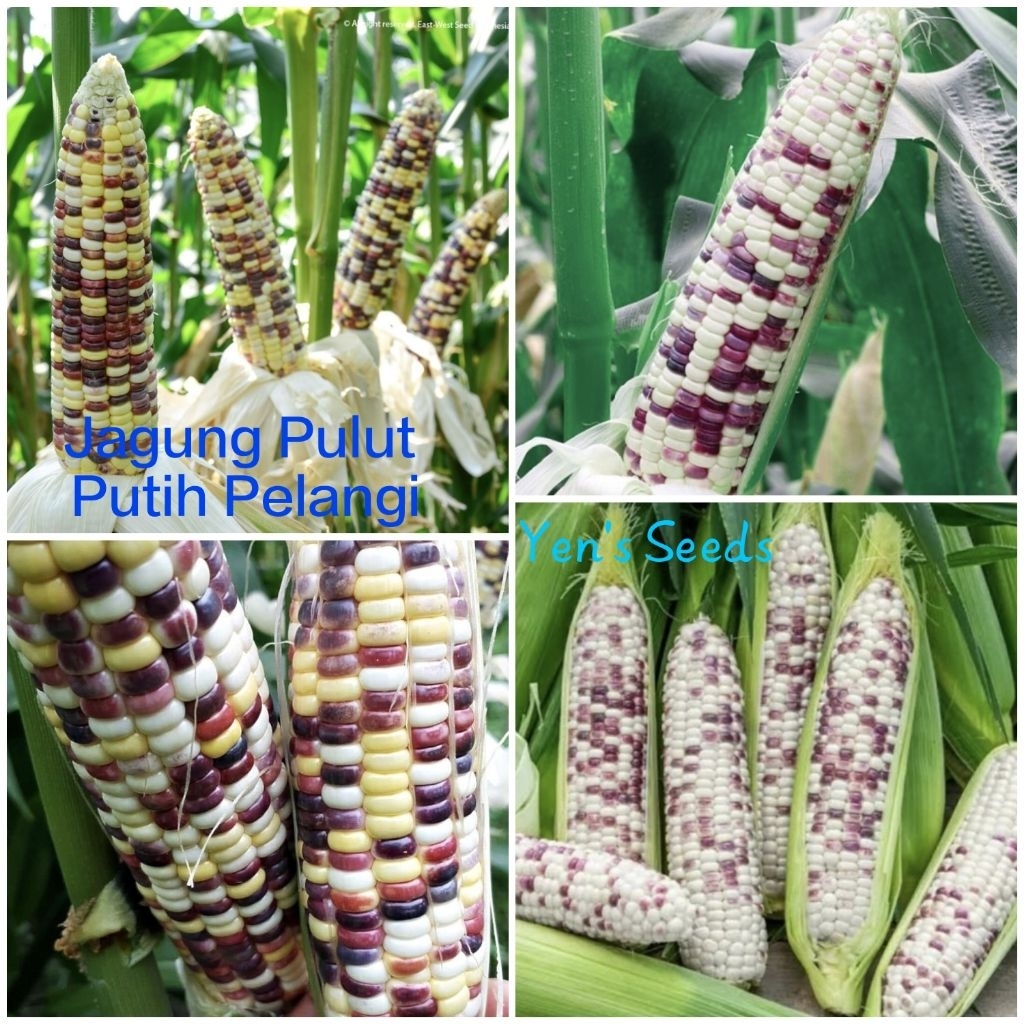 Benih Jagung Pulut Putih Pelangi