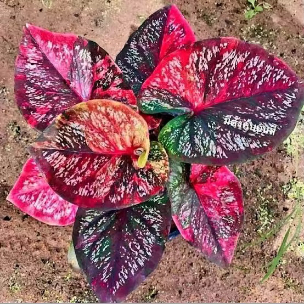 bonggol Keladi Caladium thailand merah cantik bibit benih siap kirim