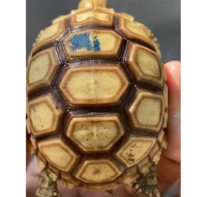 Mainan Sulcata 6cm dotless super josjis