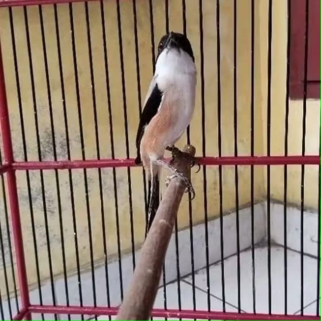 pentet jatim pilihan bahan rawatan super mulus