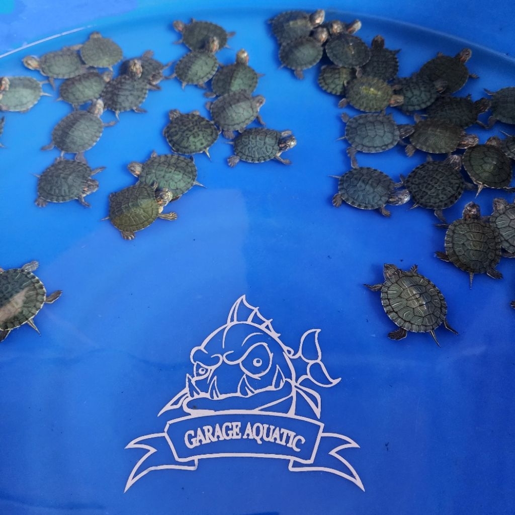 (INSTANT) KURA KURA BRAZIL HIASAN AQUARIUM KOLAM