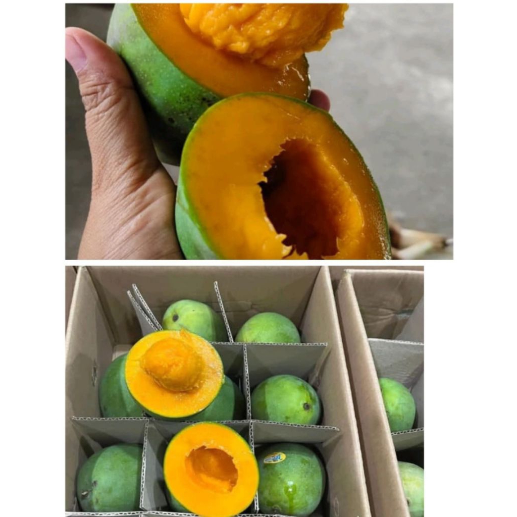 mangga alpukat  asli Bangil |mangga clonal 21 | 1dus 5kg