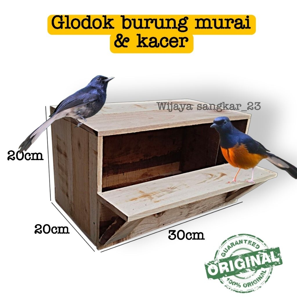 Glodok murai kacer glodok murai kayu sonokeling mahoni