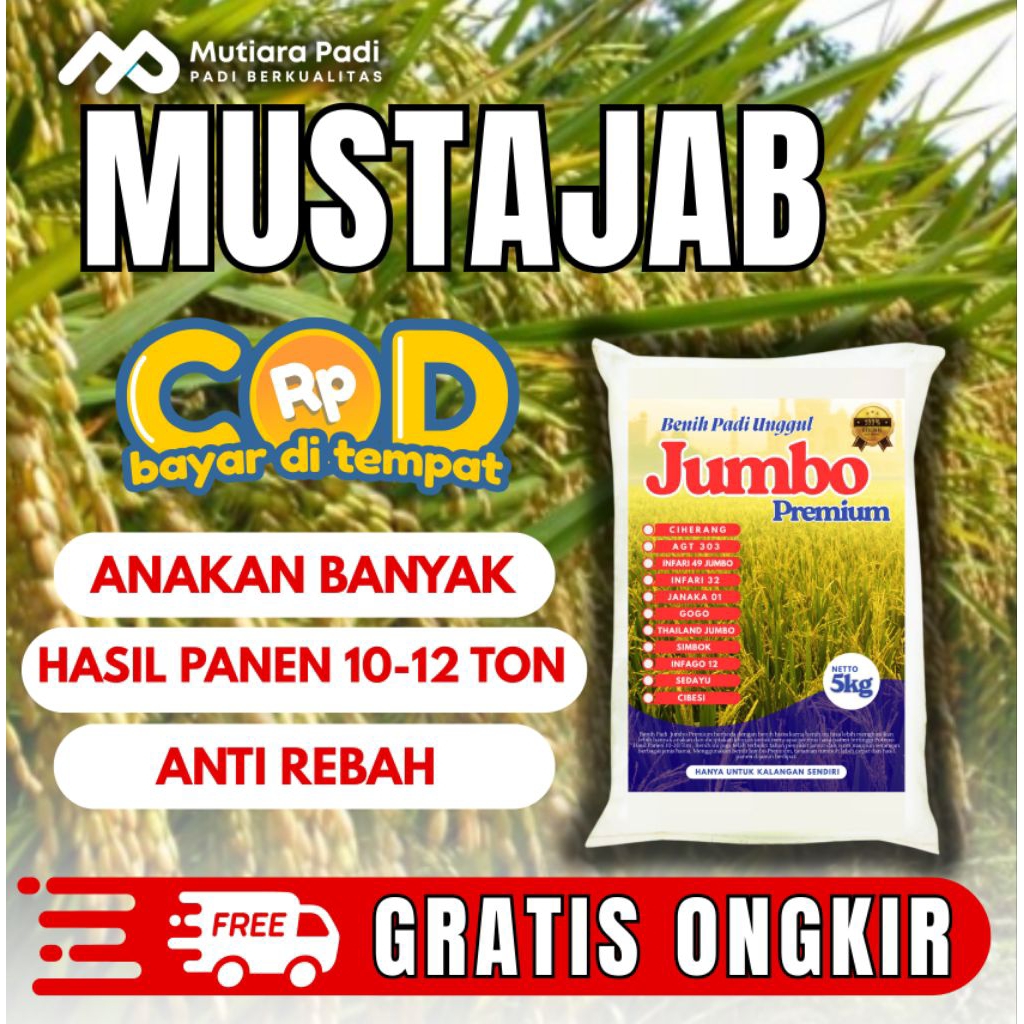BIBIT PADI BENIH PADI  BERKUALITAS PREMIUM  MUSTAJAB KEMASAN 1KG