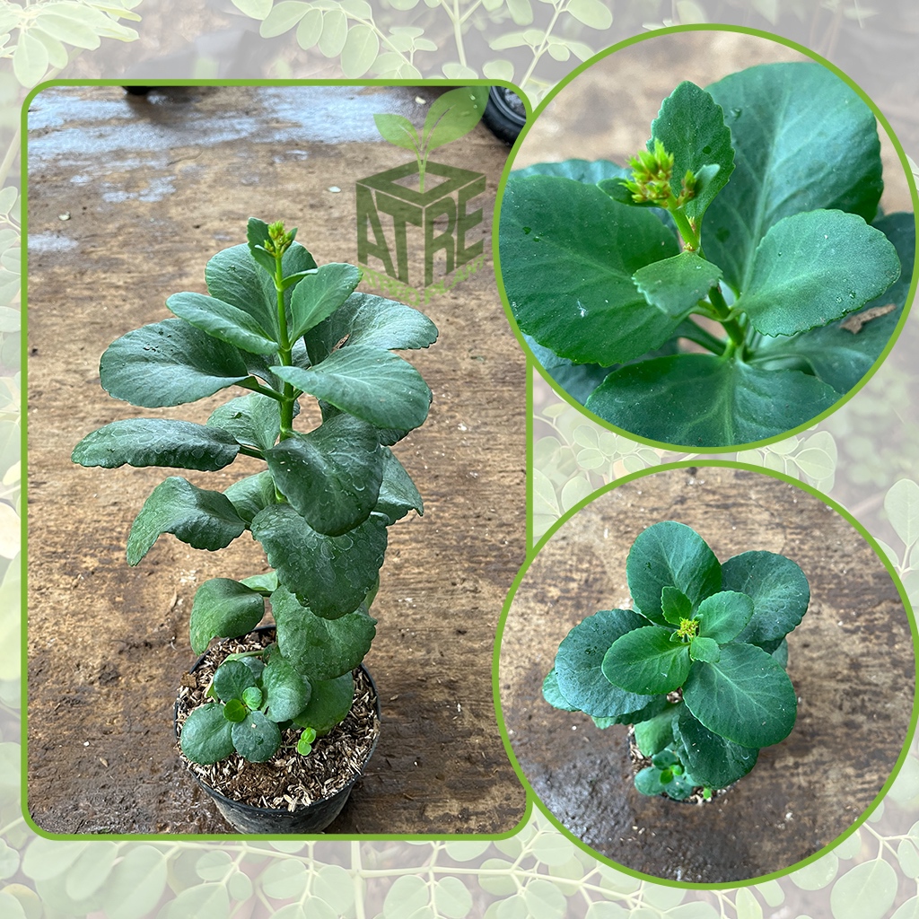 Tanaman Daun Cocor Bebek Tanaman Hias Daun Cocor Bebek Tanamn Herbal Cocor Bebek