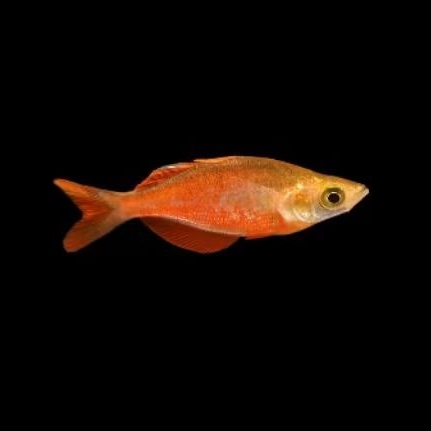 Ikan rainbow red 5-6 cm
