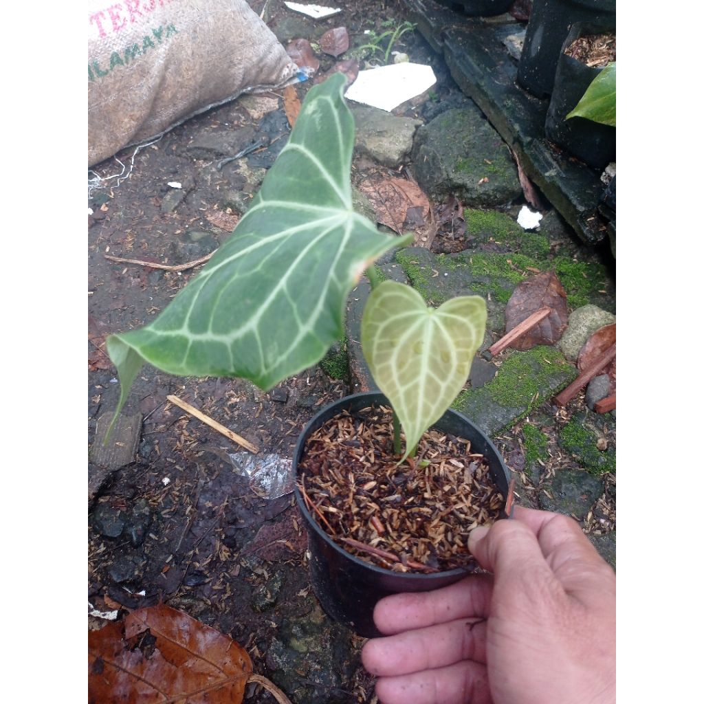 Tanaman Hias Anthurium Delta Force