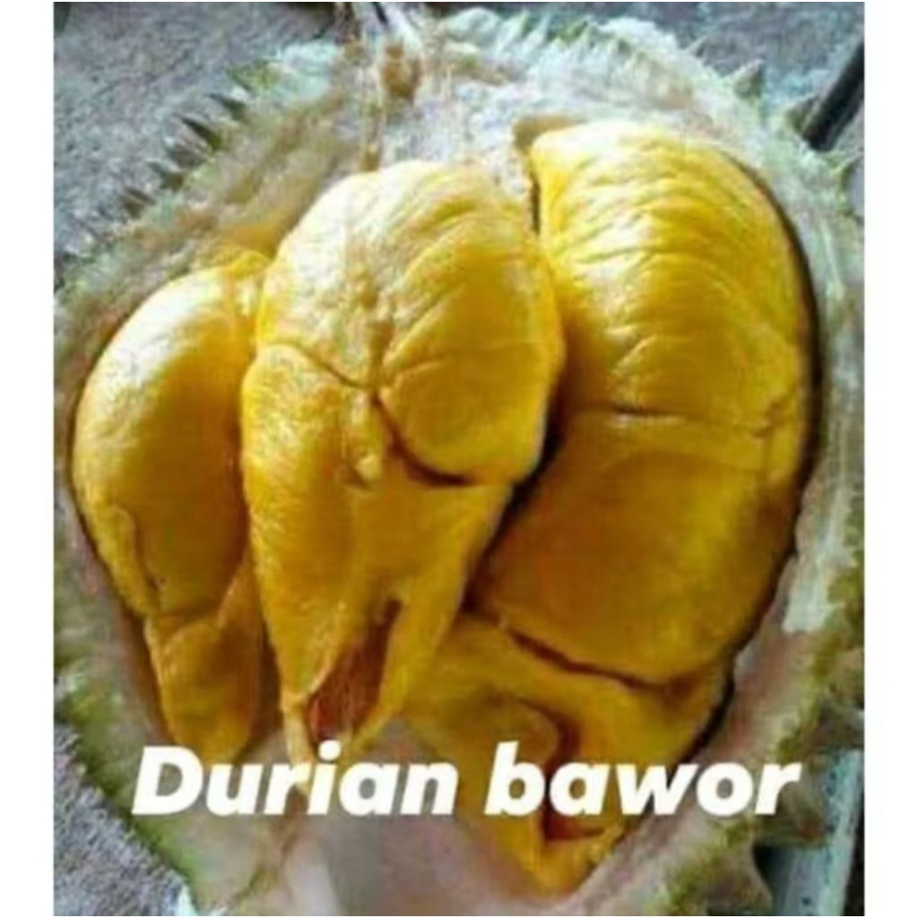 bibit buah durian bawor kaki 3 cepat berbuah