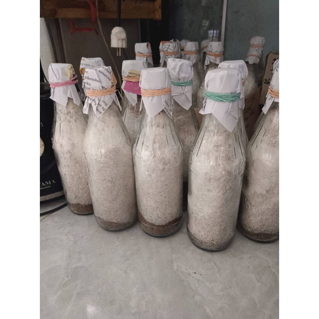 bibit jamur f2 jamur tiram putih