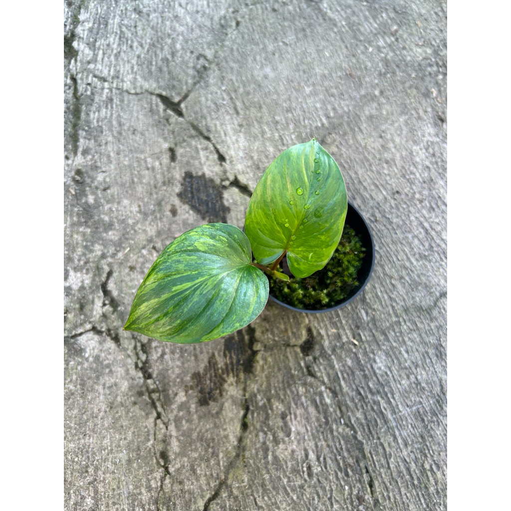 homalomena rubescens pink varigata