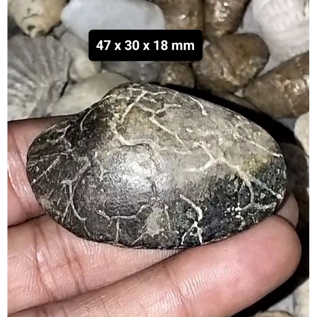 Batu akik Kijing Bungkem Jalasutra jumbo asli alam