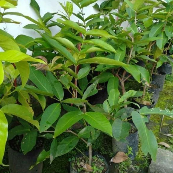 Bibit Jambu Air citra 1 Meter Rimbun