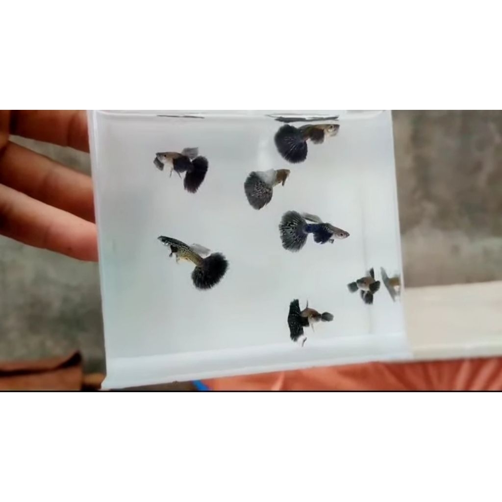 hiasan aquarium ikan Guppy purple dragon Dumbo ear