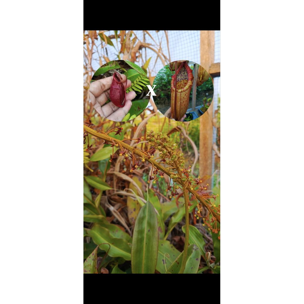 biji kantong semar tanaman karnivora nepenthes globosa hybrid x (kampotiana x northiana)
