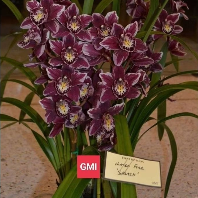 Anggrek Tanah Cymbidium wangi ( Winter Fire Salash )