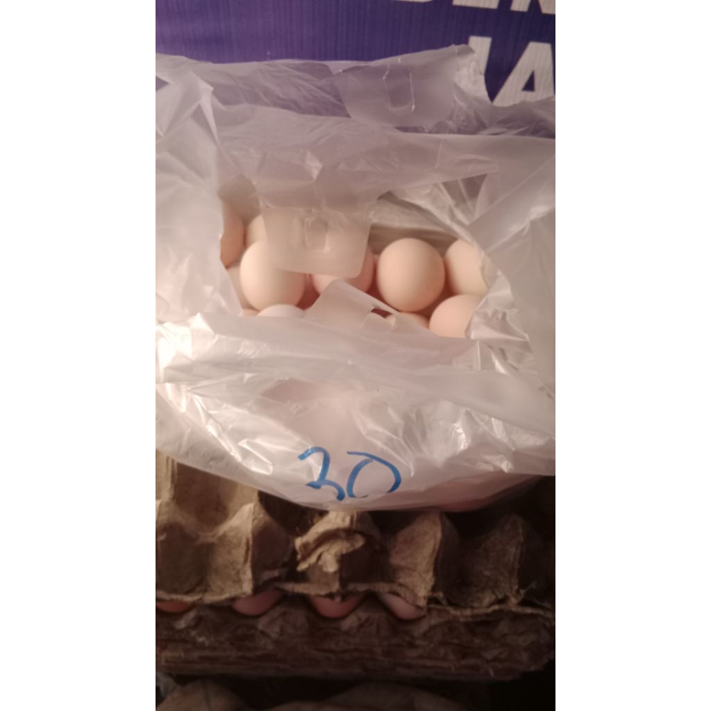 telur  ayam kuntara 4