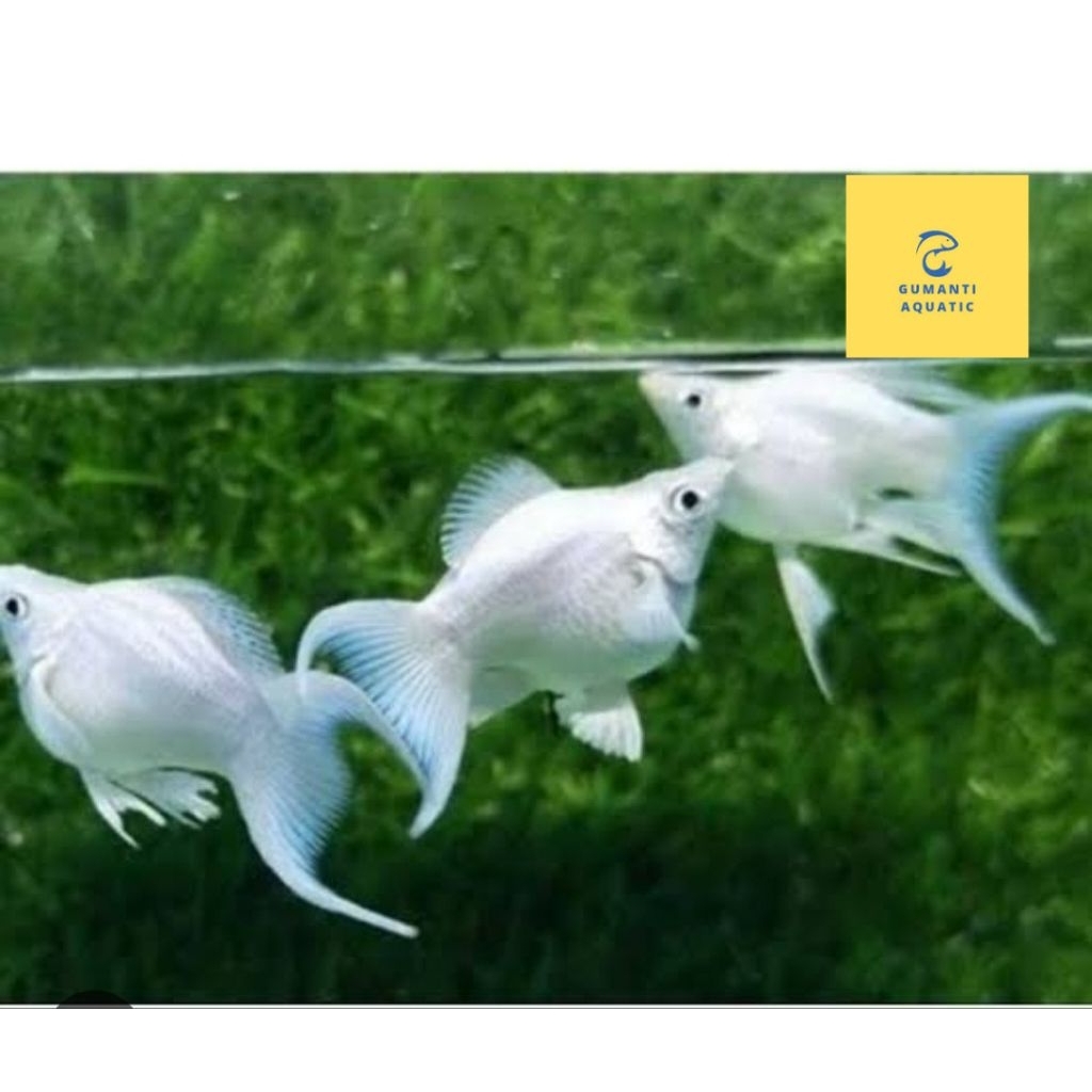 MOLLY PLATINUM Cawang MOLLY BALON CAWANG VARIASI Betina HIASAN AKUARIUM