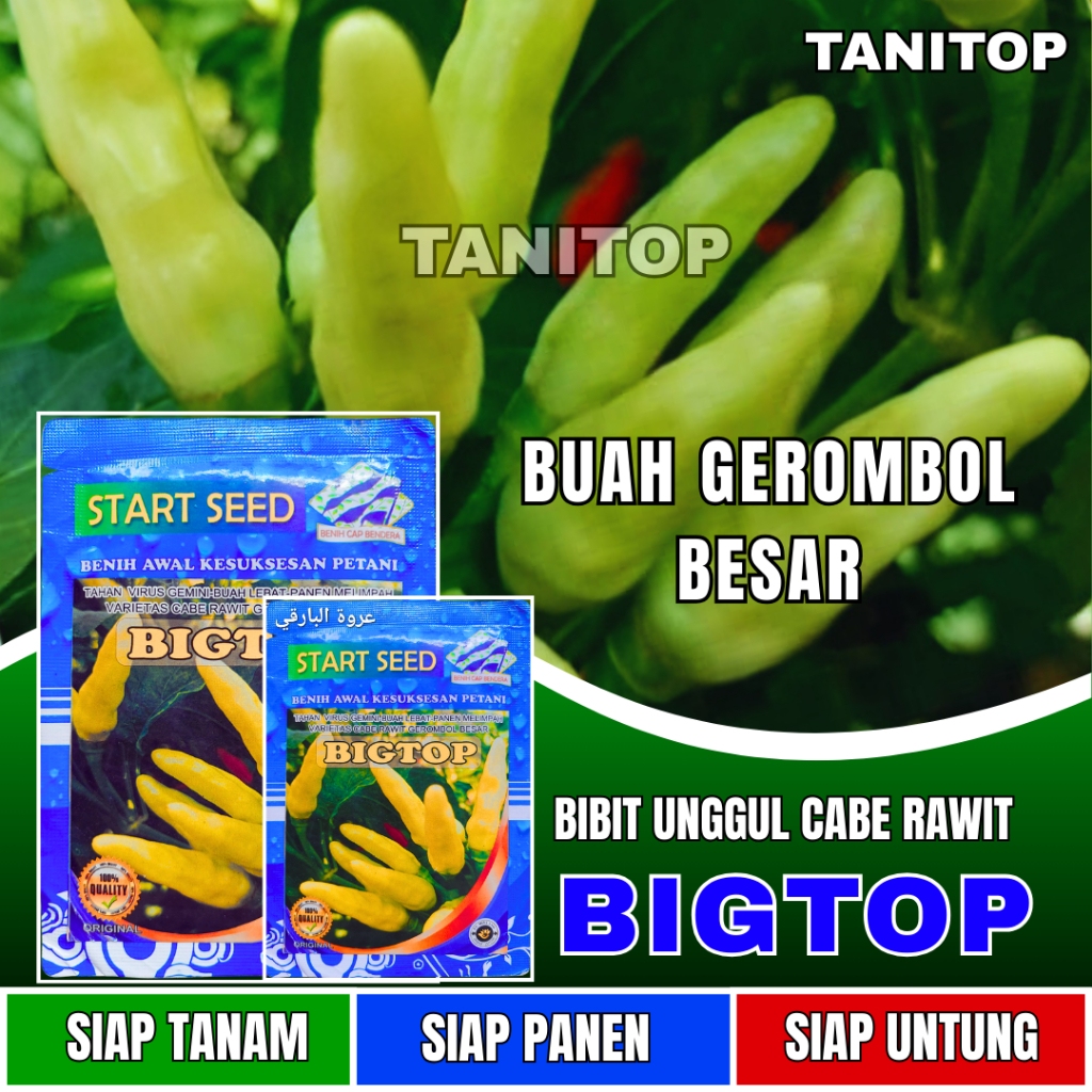 Benih Cabe Rawit BIGTOP Bibit Cabe Rawit Unggul | benih cabe rawit gerombol besar tahan virus