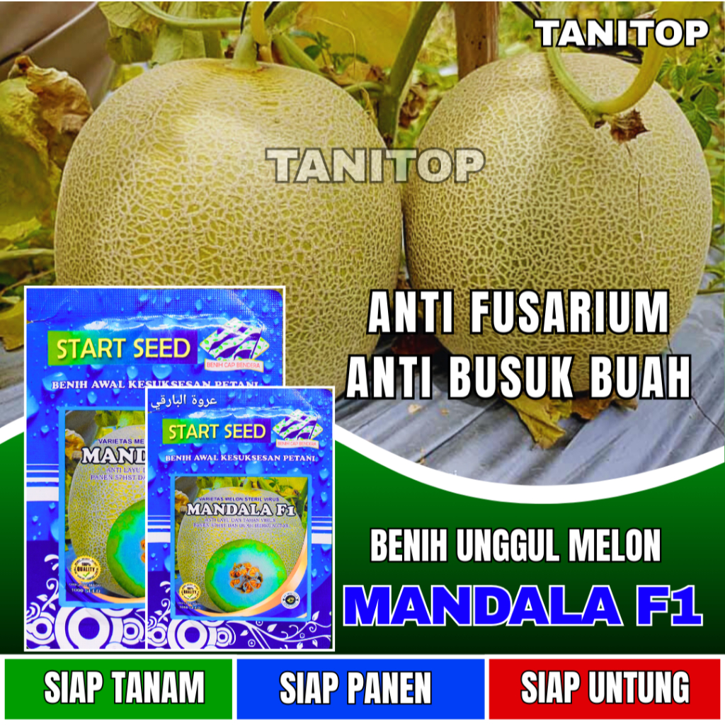 Benih Melon MANDALA F1 Bibit melon madu super manis | bibit melon madu super jumbo | benih melon f1