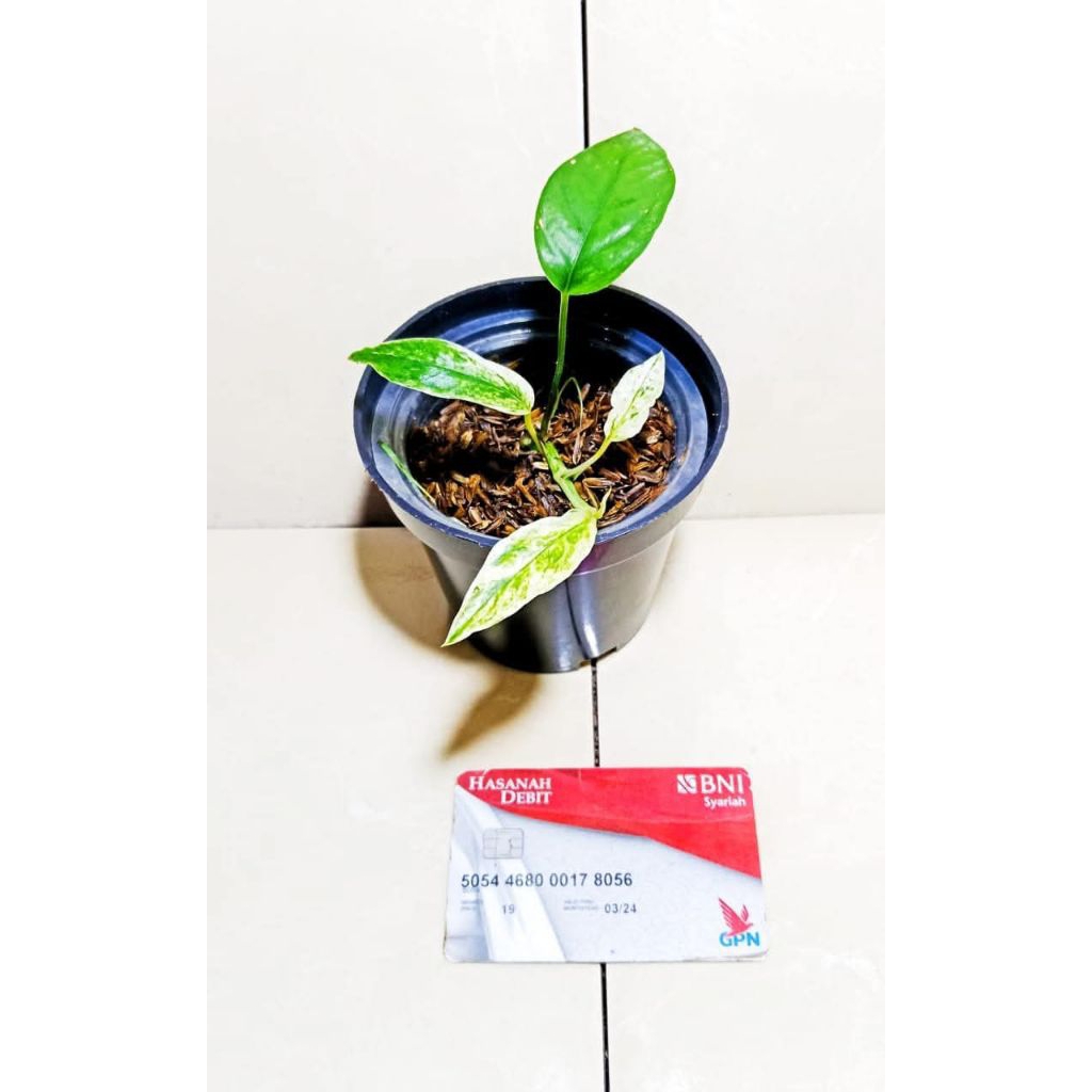 epiprenum hanoman sp bali