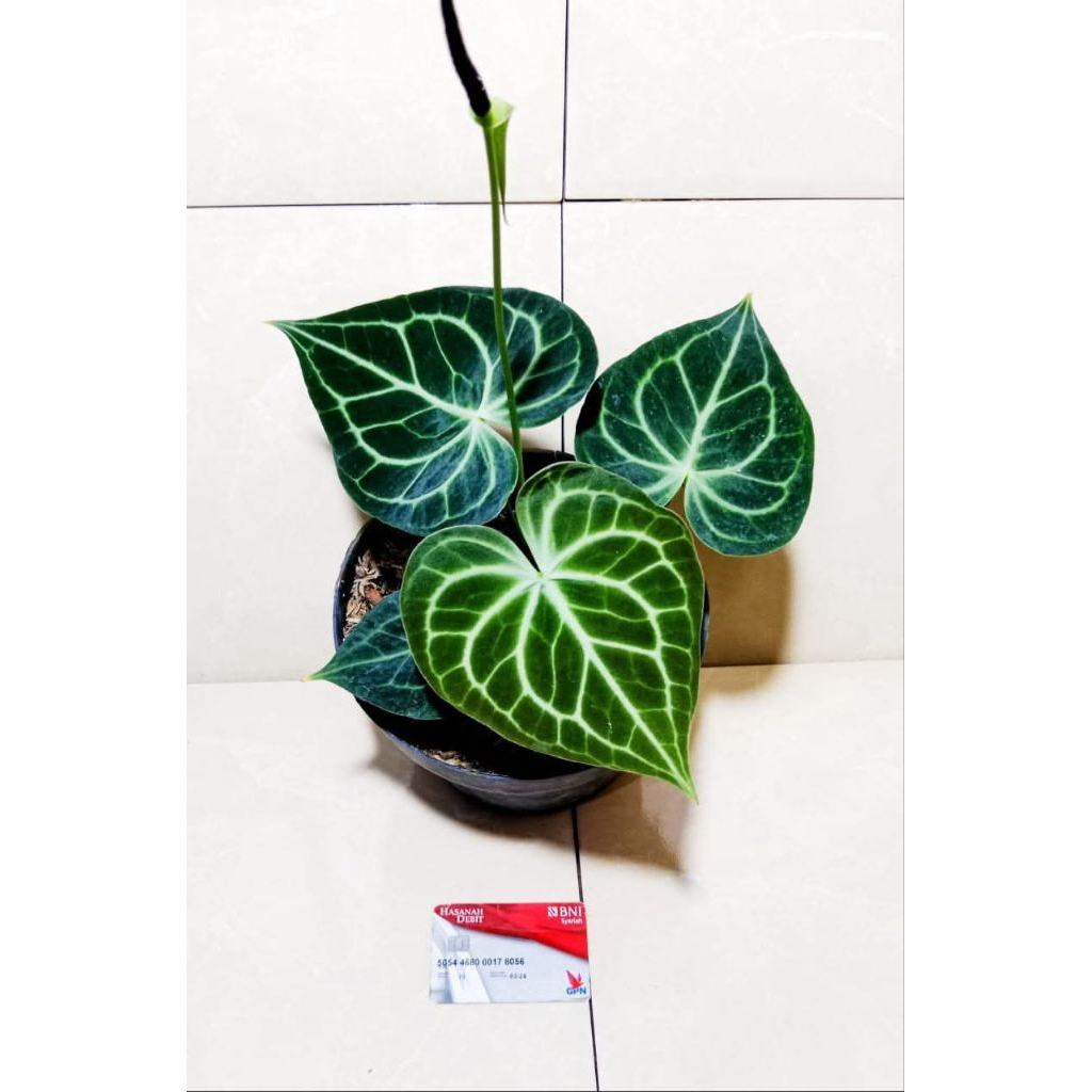 clarinervium qween x king