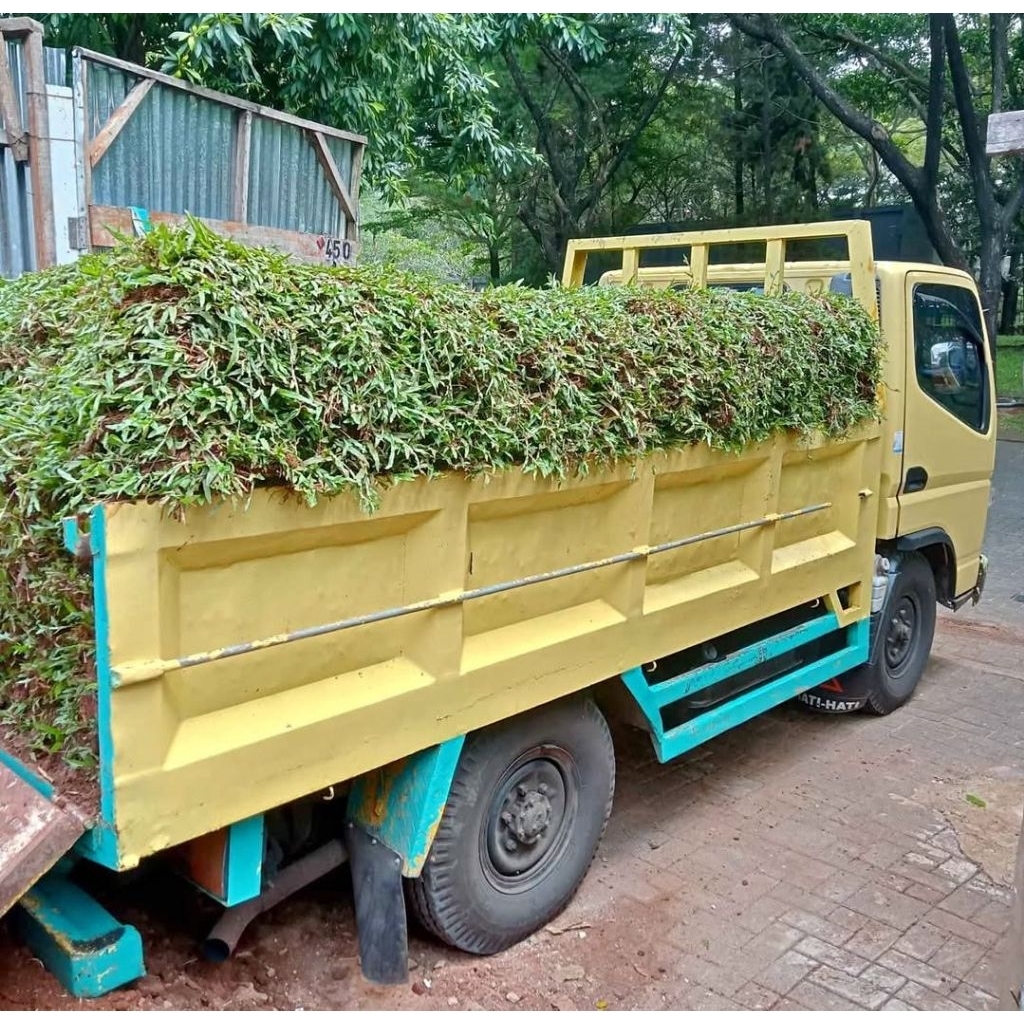 Rumput Gajah Biasa 1 truk Engkel, Rumput Taman Gajah Paitan