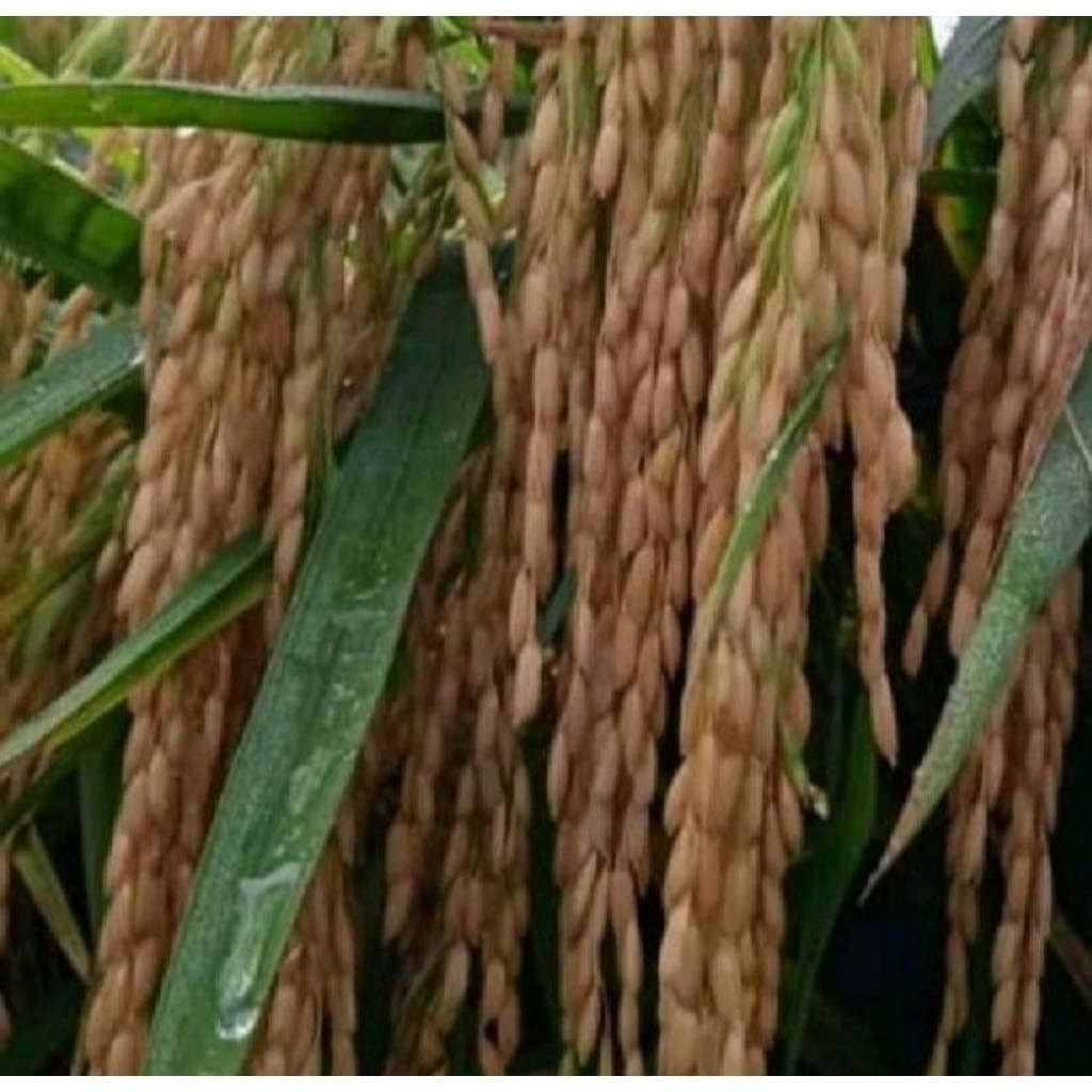 Benih Bibit Padi SERTANI 13A Kemasan 5kg Daun Bendera Tegak, Toleran Hama, Hasil Potensial