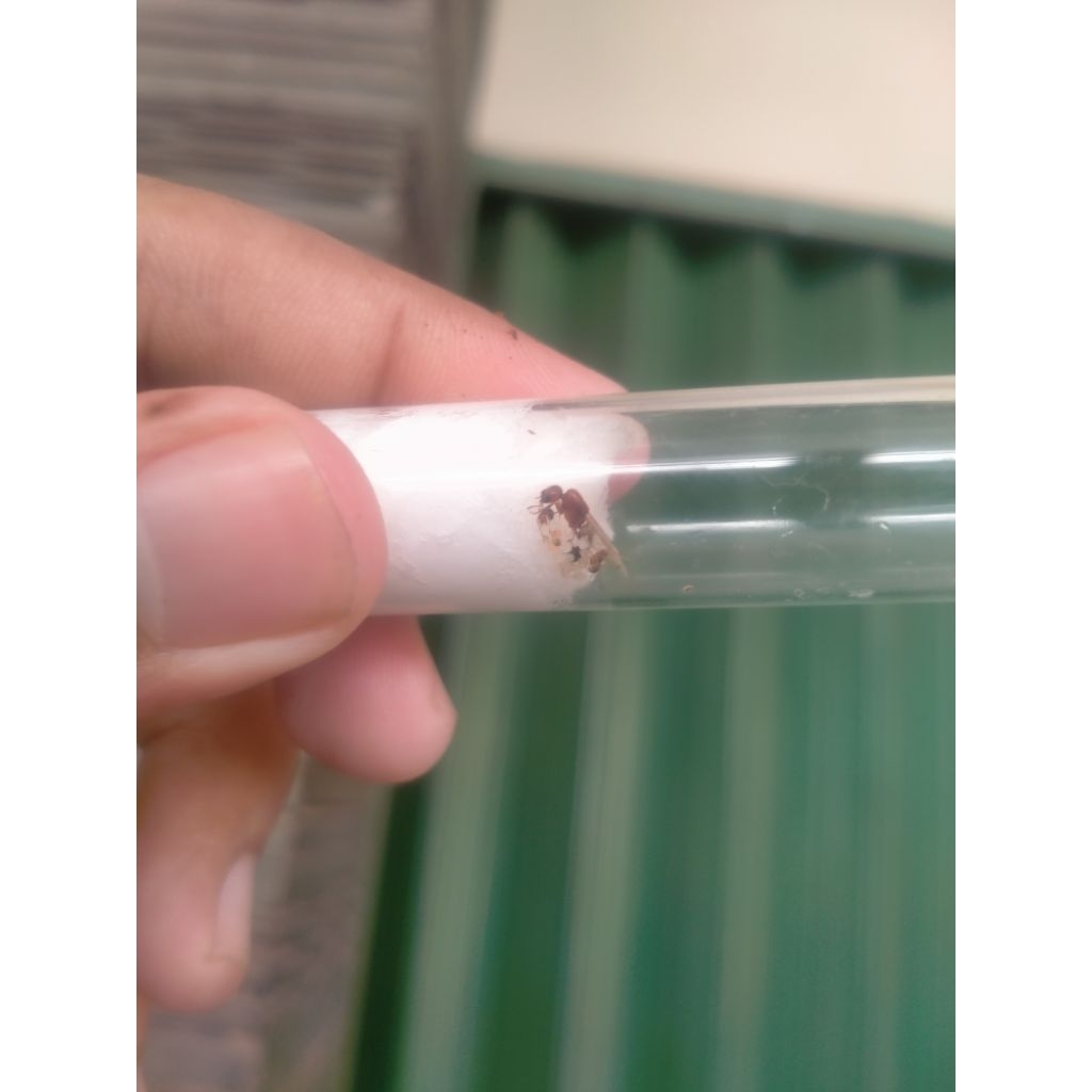 ratu semut solenopsis geminata, semut api, ant queen