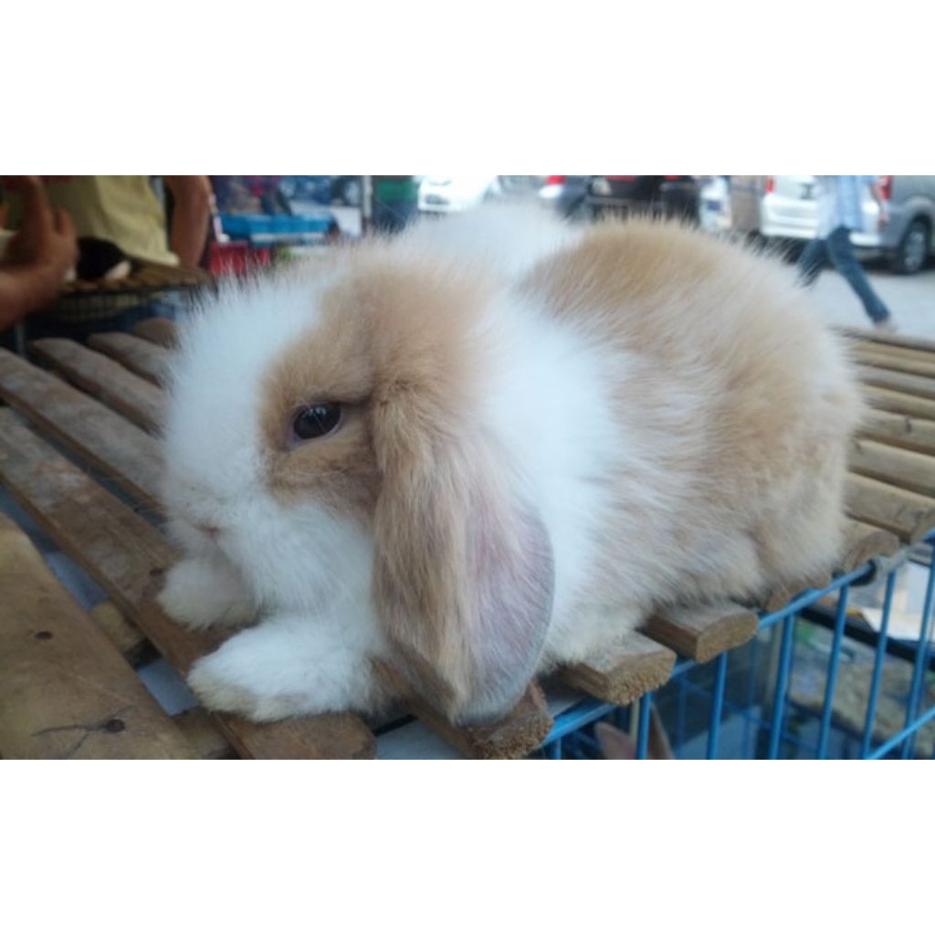 Kelinci Hollan Lop