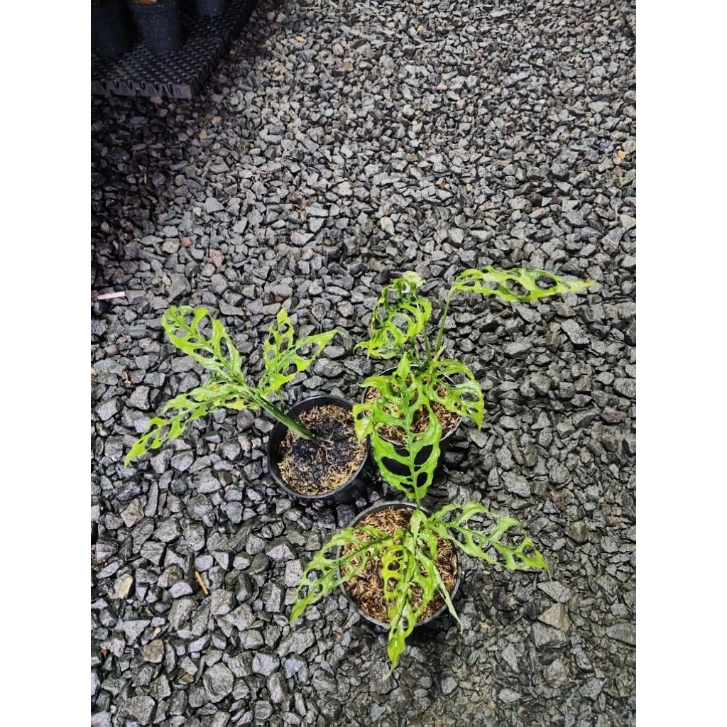 monstera obliqua - monstera obliqua peru rimbun