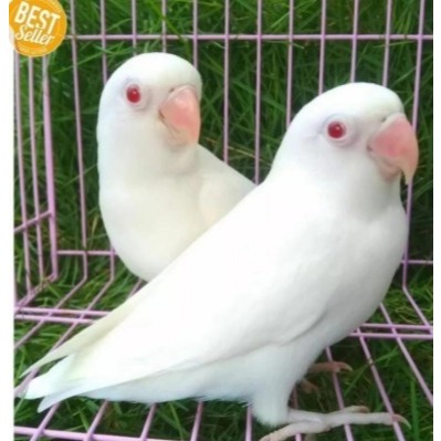 burung lovebird Albino mata merah limited edition love bird