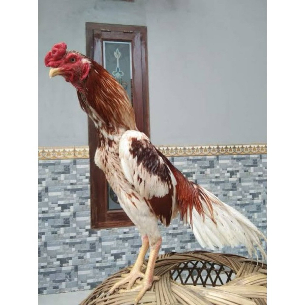 TELUR TETAS AYAM PLUCKER USA ORI MENTAL BUAS UNTUK DI