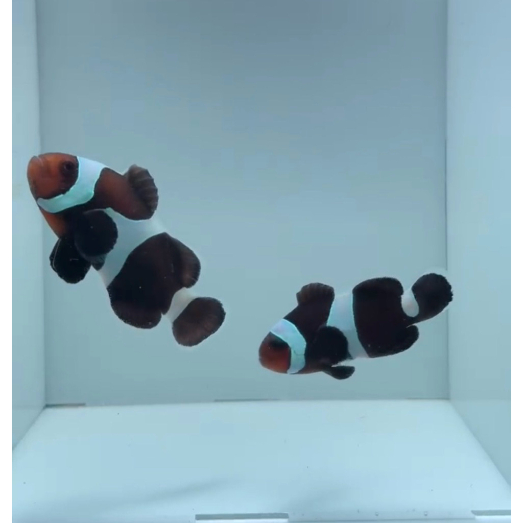 PAIR Nemo Clownfish Black Darwin Occelaris Pair Induk 6-8cm
