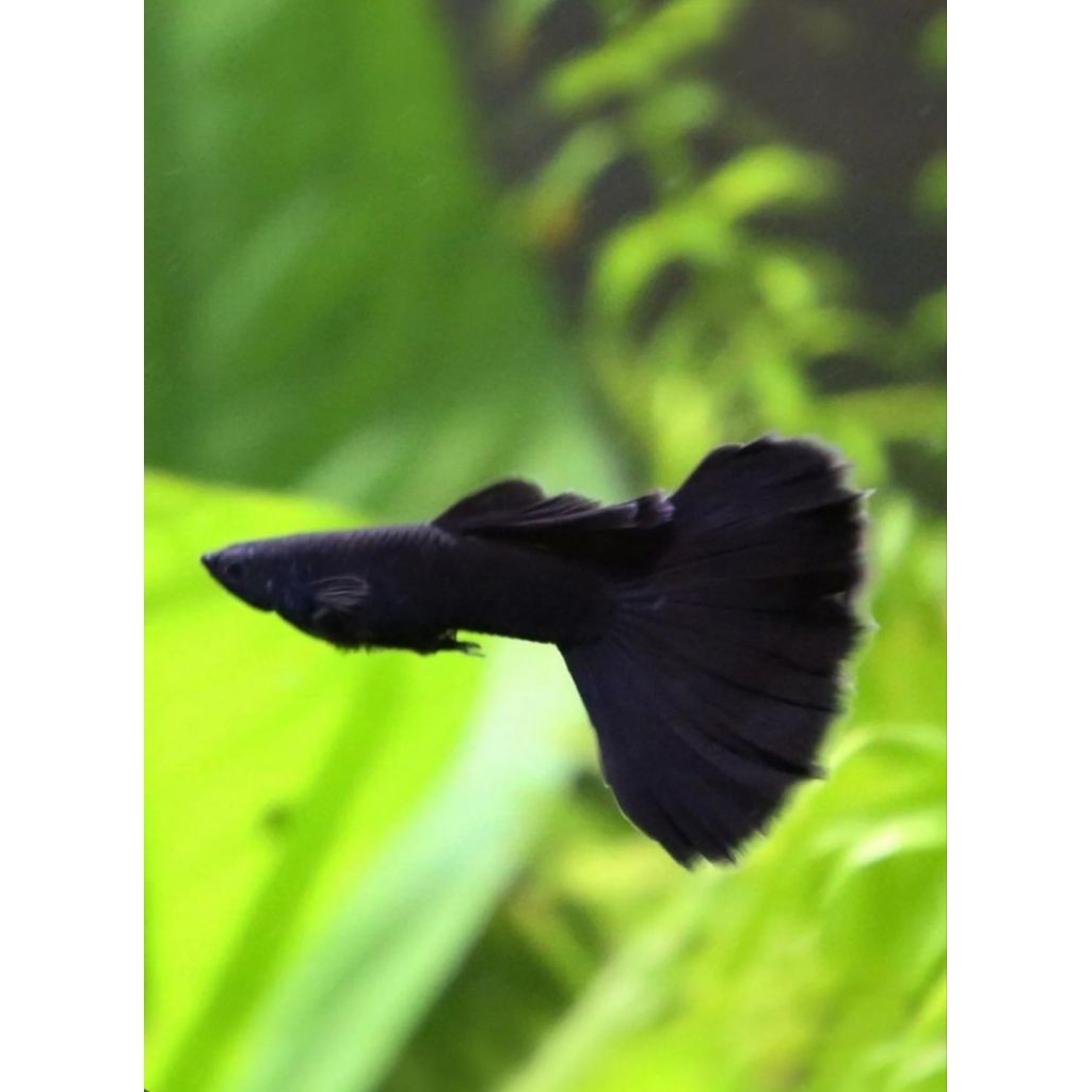 BlackMoscowGuppy