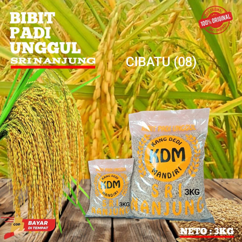 BENIH PADI UNGHUL CIBATU (08) KEMASAN 3KG ORIGINAL