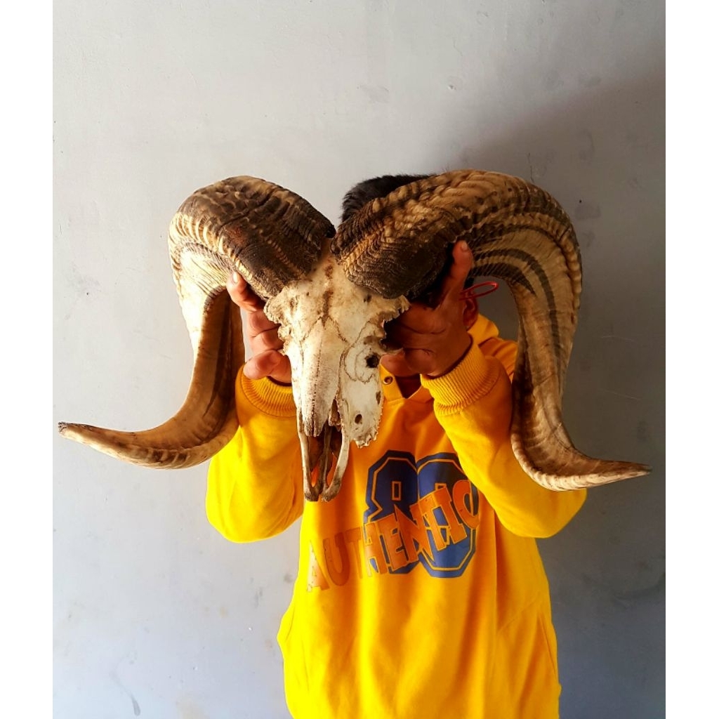 Hiasan dinding/Tanduk antik/tanduk domba garut jumbo