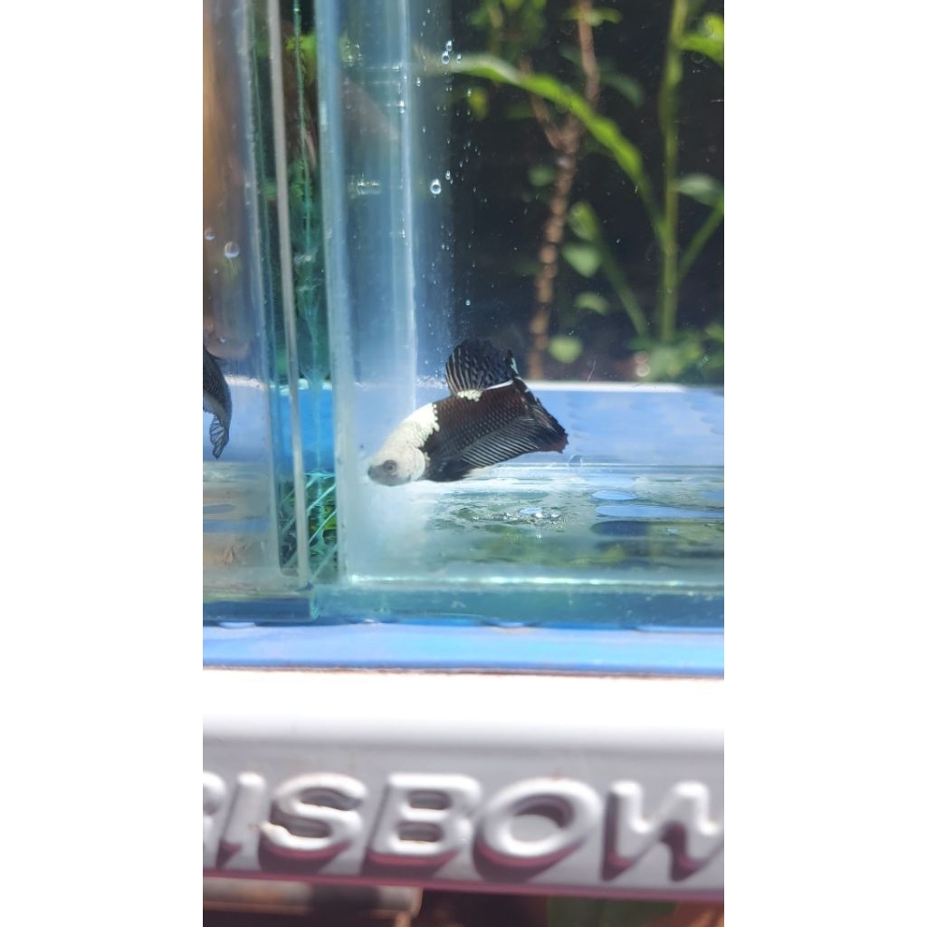 Paket Perawatan Ikan Cupang