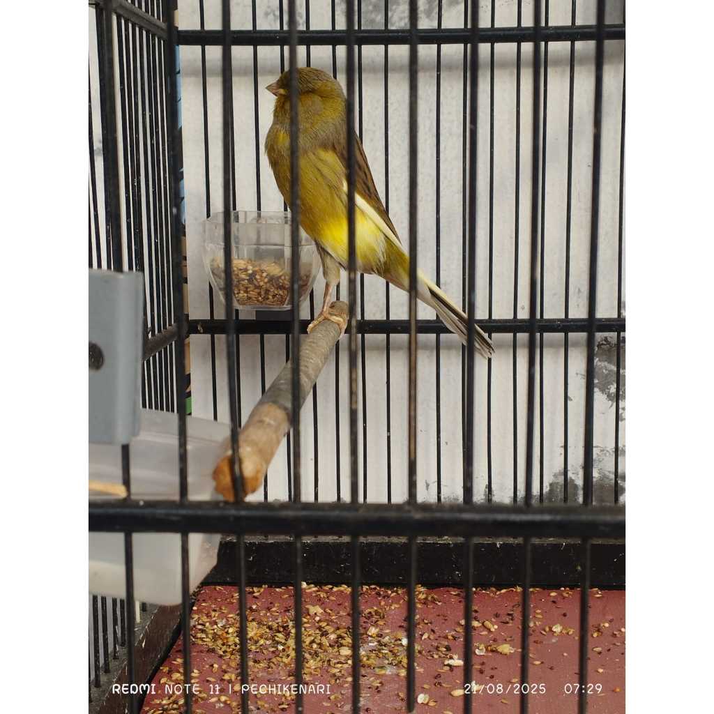 burung kenari lokal loper af paud betina jantan gacor