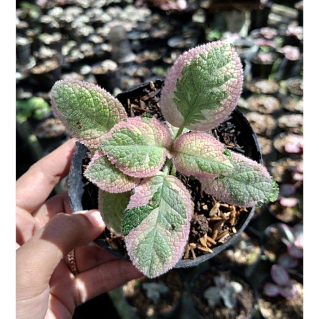 Episcia Picasso//bunga hias gantung//