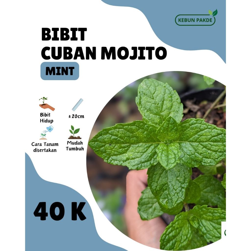 Bibit Tanaman Daun Mint | Cuban Mojito | Siap Tanam